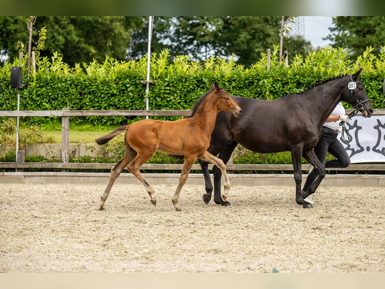 Trakehner Hengst 1 Jahr Brauner in Hamburg