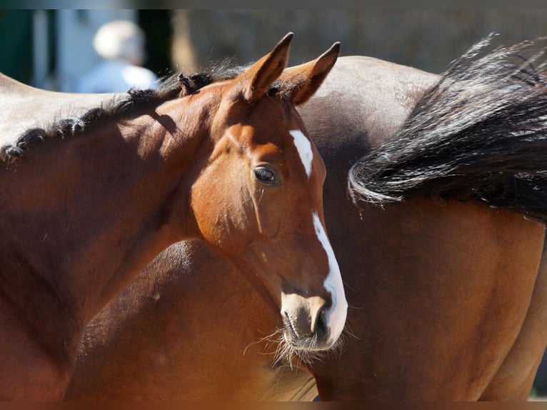 Trakehner Hengst 1 Jahr Brauner in Günzburg