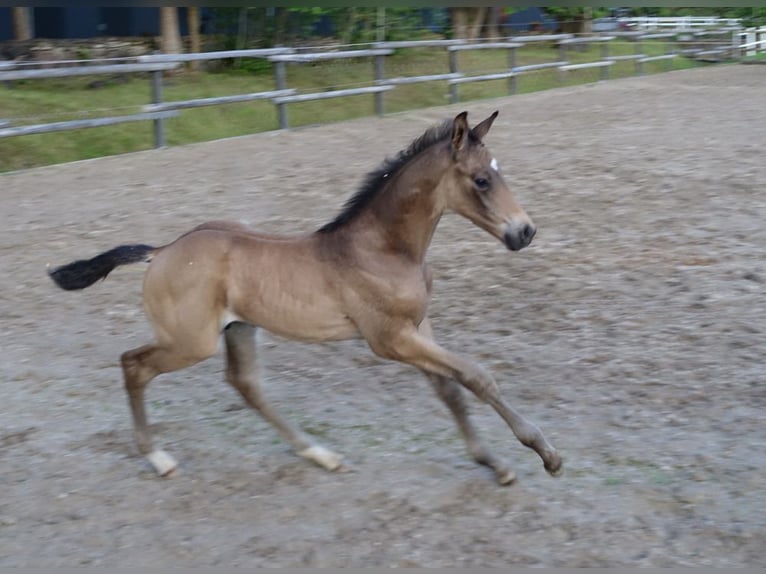 Trakehner Hengst 1 Jahr Buckskin in RuilaRuila