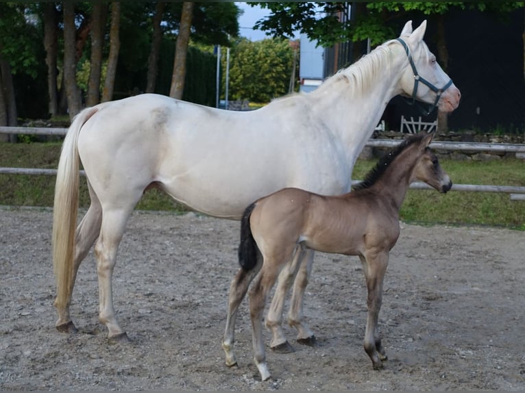 Trakehner Hengst 1 Jahr Buckskin in RuilaRuila
