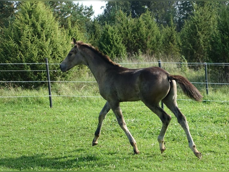 Trakehner Hengst 1 Jahr Buckskin in RuilaRuila