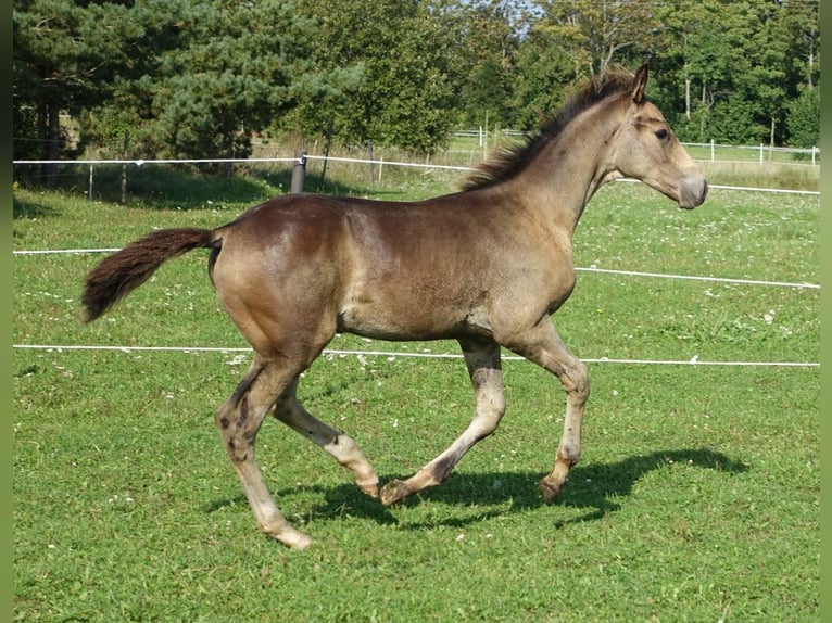 Trakehner Hengst 1 Jahr Buckskin in RuilaRuila