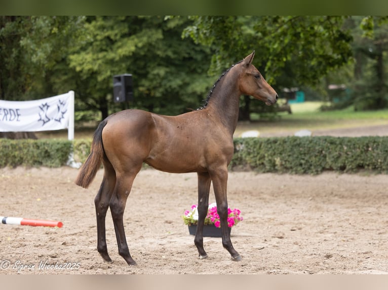 Trakehner Hengst 1 Jahr Dunkelbrauner in Harsefeld