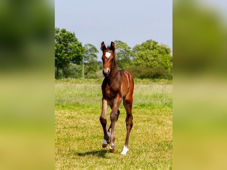 Trakehner Hengst 1 Jahr Dunkelbrauner in Houten