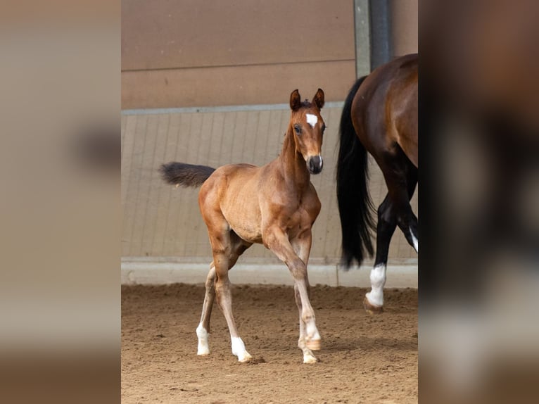 Trakehner Hengst 1 Jahr Dunkelbrauner in Houten