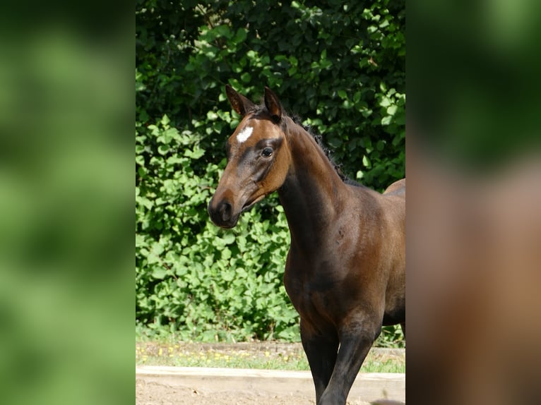 Trakehner Hengst 1 Jahr Dunkelbrauner in Grabow