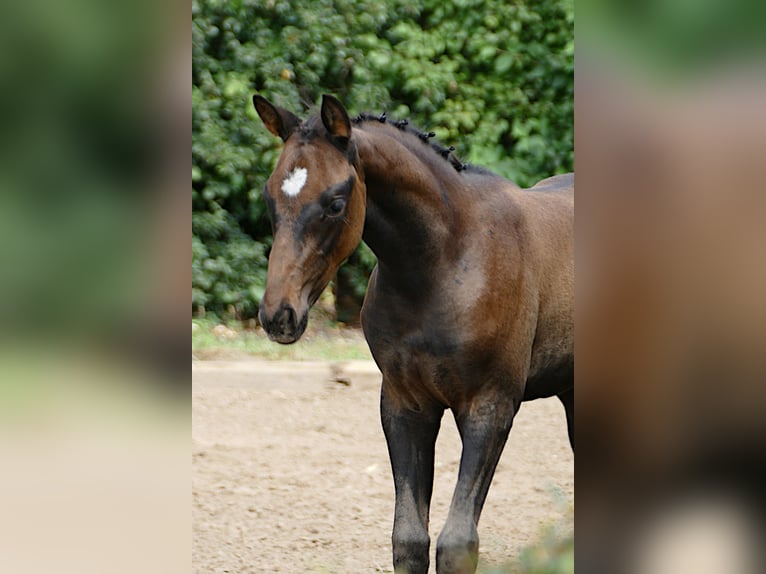 Trakehner Hengst 1 Jahr Dunkelbrauner in Grabow