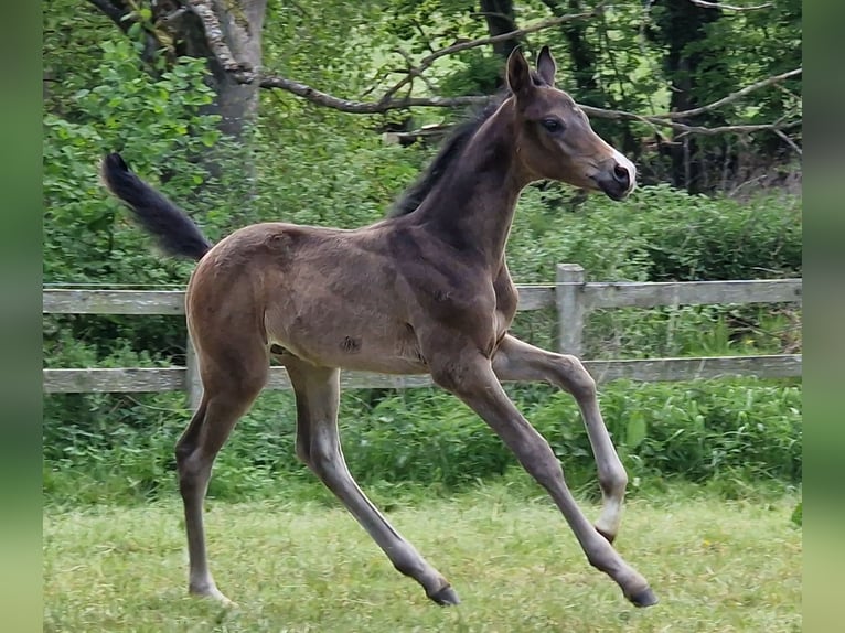 Trakehner Hengst 1 Jahr Dunkelbrauner in Majenfelde