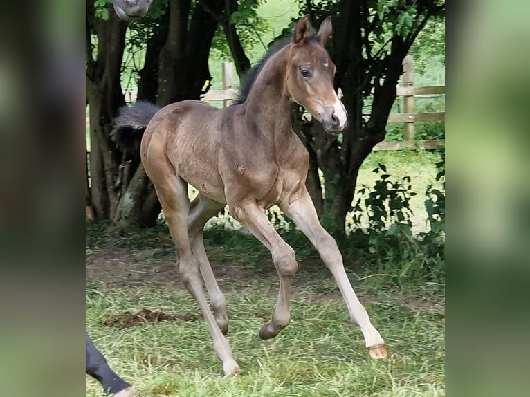 Trakehner Hengst 1 Jahr Dunkelbrauner in Majenfelde