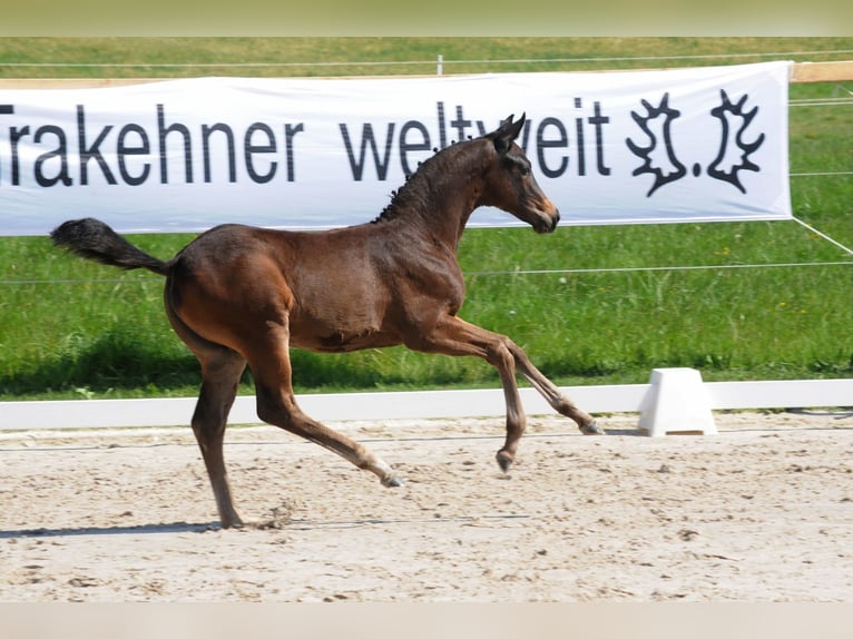 Trakehner Hengst 1 Jahr Dunkelbrauner in Zellingen