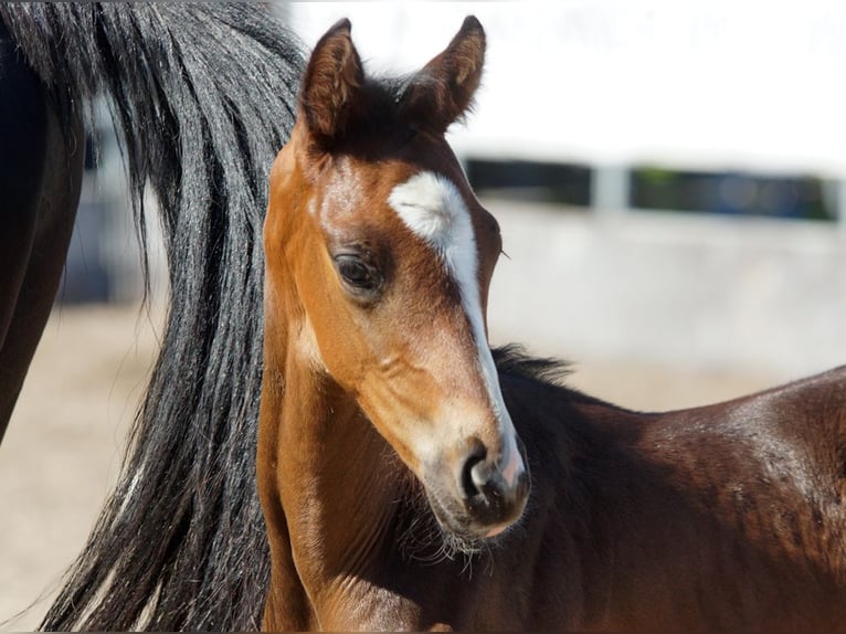 Trakehner Hengst 1 Jahr Dunkelbrauner in Günzburg