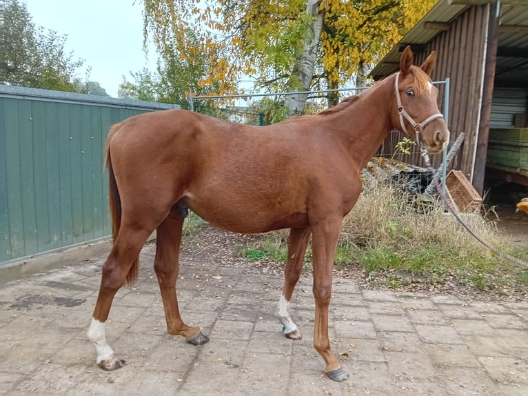 Trakehner Hengst 1 Jahr Fuchs in Staufenberg