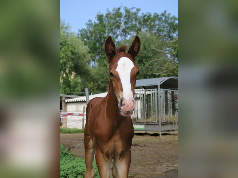 Trakehner Hengst 1 Jahr Fuchs in Günzburg