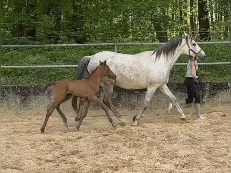 Trakehner Hengst 1 Jahr Kann Schimmel werden in Wehringen