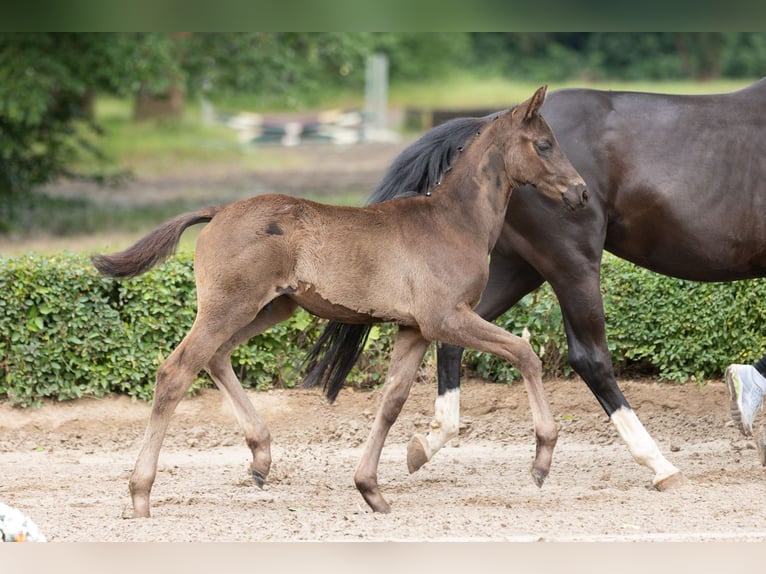 Trakehner Hengst 1 Jahr Rappe in Edemissen