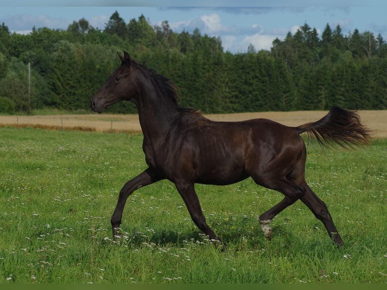 Trakehner Hengst 1 Jahr Rappe in Ruil