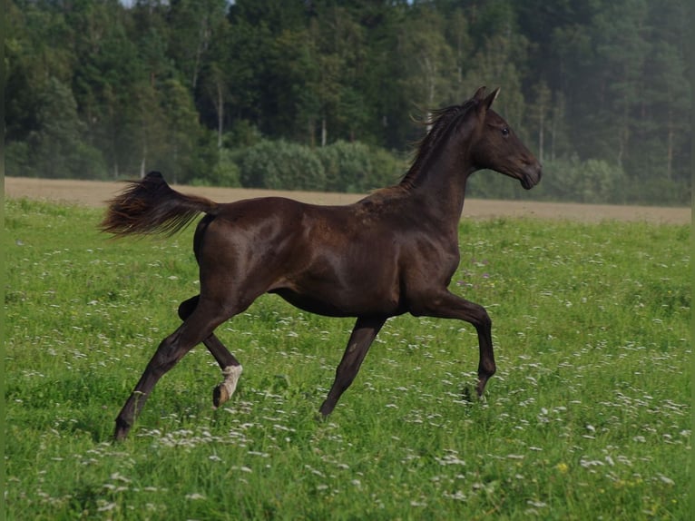 Trakehner Hengst 1 Jahr Rappe in Ruil