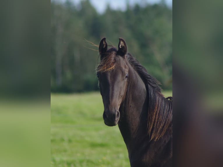 Trakehner Hengst 1 Jahr Rappe in Ruil