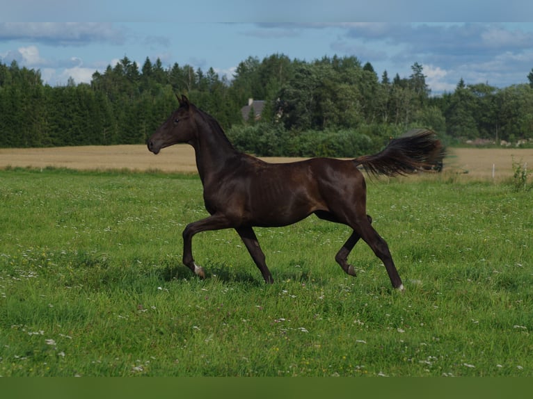 Trakehner Hengst 1 Jahr Rappe in Ruil