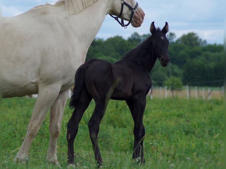 Trakehner Hengst 1 Jahr Rappe in Ruila