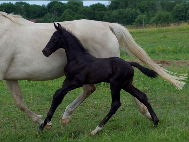 Trakehner Hengst 1 Jahr Rappe in Ruila
