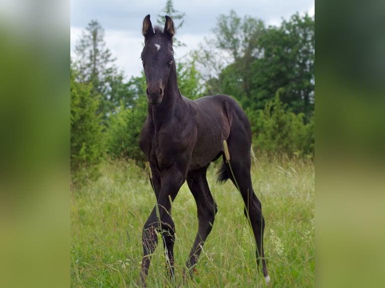 Trakehner Hengst 1 Jahr Rappe in Ruila