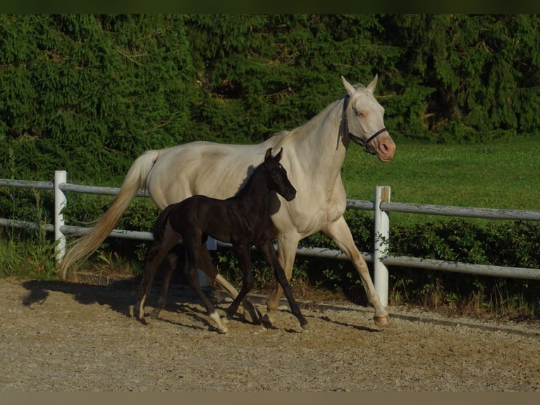 Trakehner Hengst 1 Jahr Rappe in Ruila