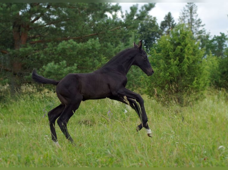 Trakehner Hengst 1 Jahr Rappe in Ruila
