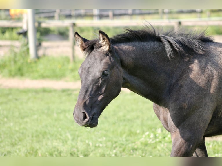 Trakehner Hengst 1 Jahr Rappschimmel in Bargteheide