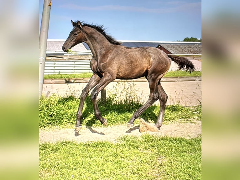Trakehner Hengst 1 Jahr Rappschimmel in Bargteheide