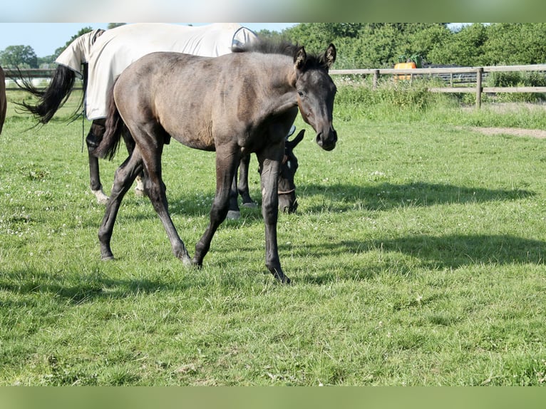 Trakehner Hengst 1 Jahr Rappschimmel in Bargteheide