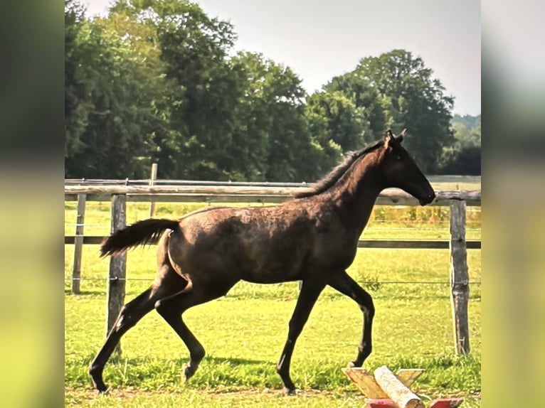 Trakehner Hengst 1 Jahr Rappschimmel in Bargteheide