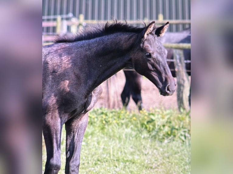 Trakehner Hengst 1 Jahr Rappschimmel in Bargteheide