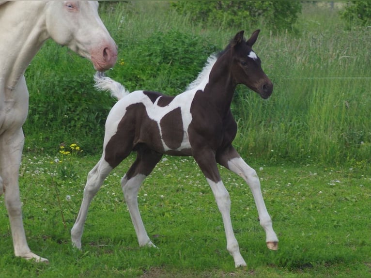 Trakehner Hengst 1 Jahr Schecke in Linn