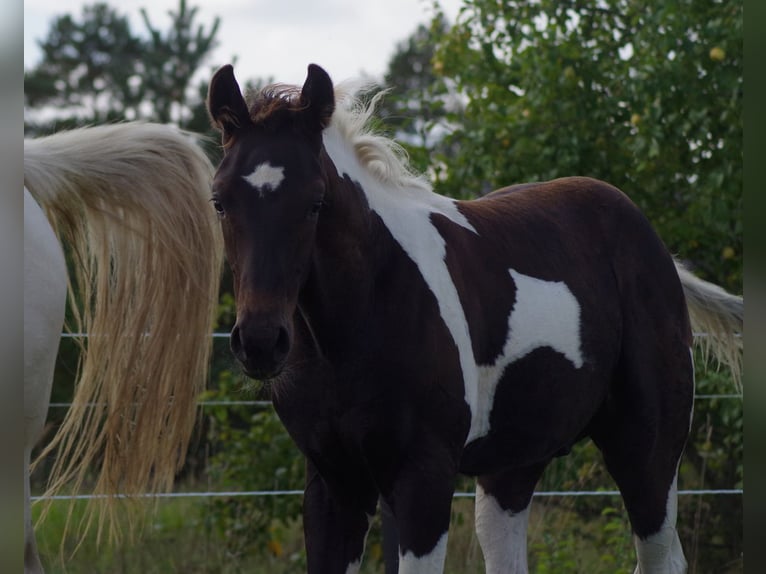 Trakehner Hengst 1 Jahr Schecke in Linn