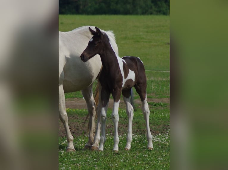 Trakehner Hengst 1 Jahr Schecke in Linn