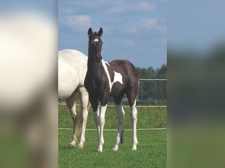 Trakehner Hengst 1 Jahr Schecke in Linn