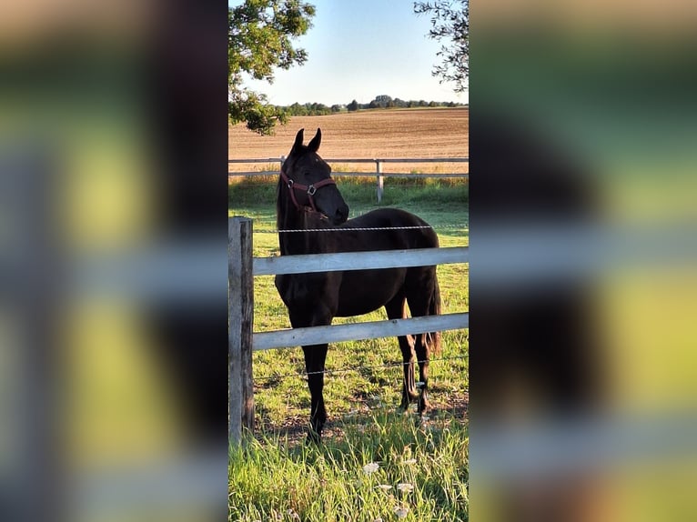 Trakehner Hengst 1 Jahr Schwarzbrauner in Hageb&#xF6;k