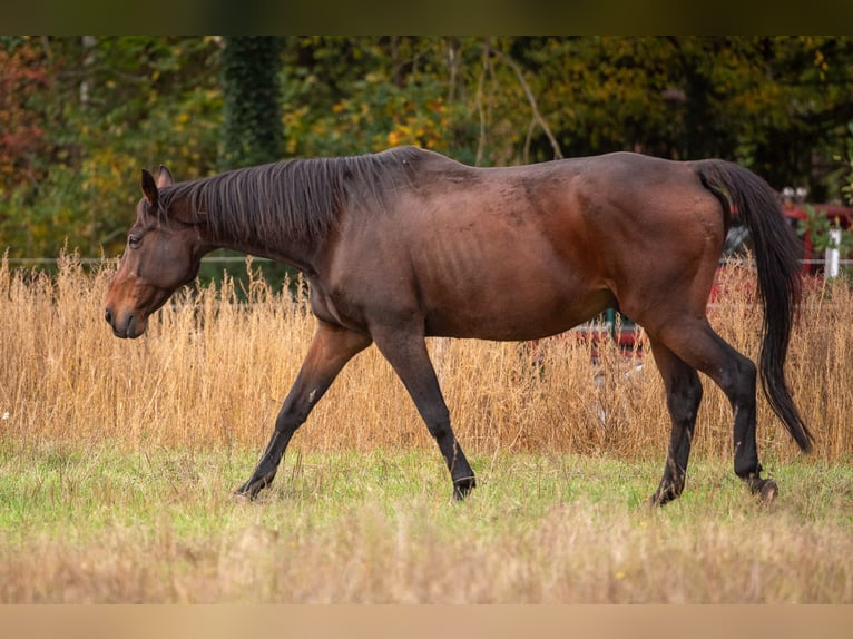 Trakehner Hengst 22 Jahre 160 cm Dunkelbrauner in Mechtersen