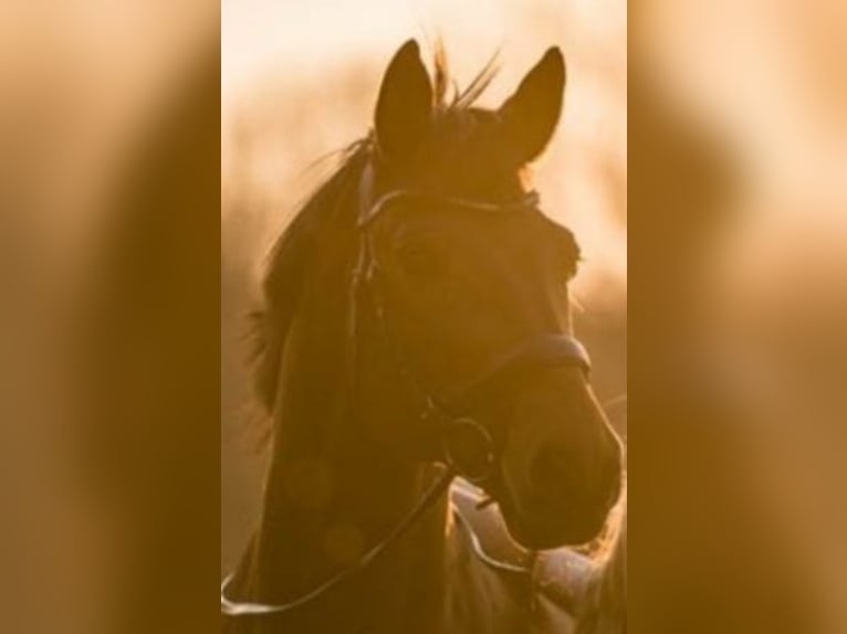 Trakehner Hengst 22 Jahre 163 cm Brauner in Wangen im Allgäu Trakehner Hengst 22 Jahre 163 cm Brauner in Wangen im Allgäu