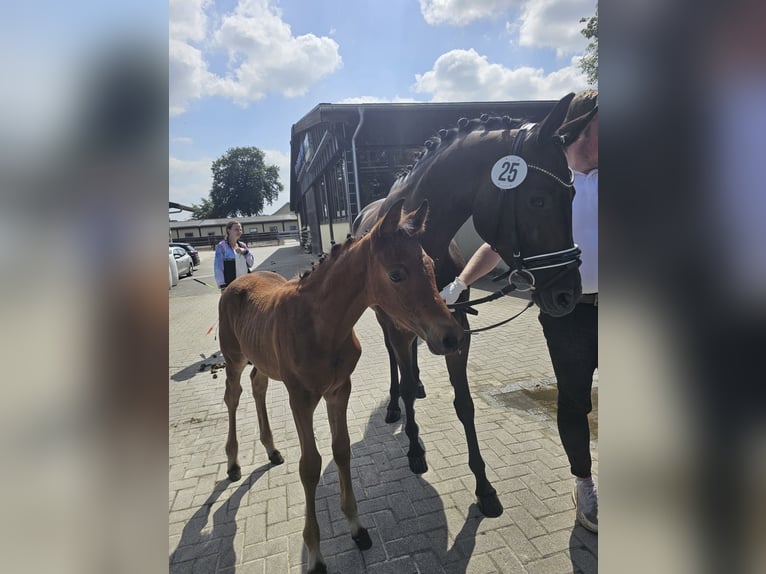 Trakehner Hengst 2 Jaar 156 cm Bruin in Trostberg