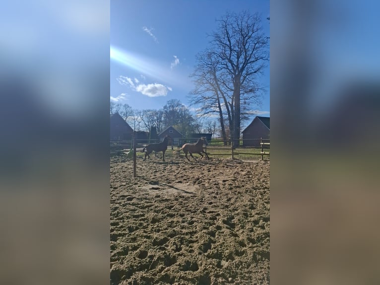 Trakehner Hengst 2 Jaar 158 cm kan schimmel zijn in Damme