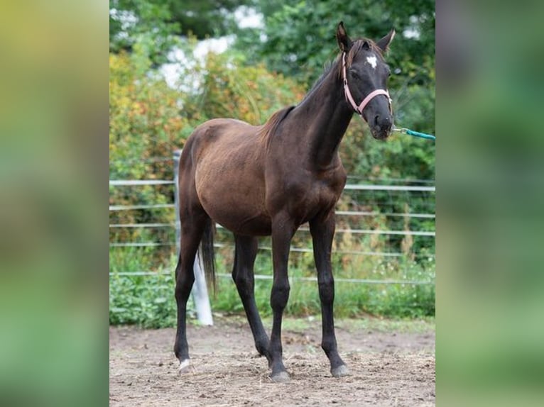 Trakehner Hengst 2 Jaar 163 cm Zwart in Berlin