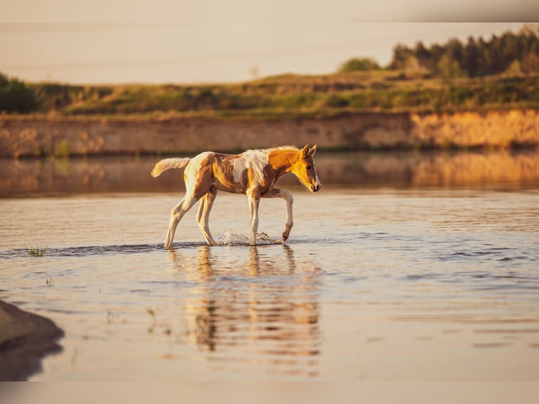 Trakehner Hengst 2 Jaar 164 cm Gevlekt-paard in L&#xFC;dersdorf