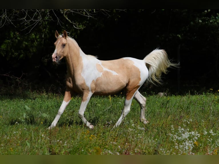 Trakehner Hengst 2 Jaar 164 cm Gevlekt-paard in L&#xFC;dersdorf
