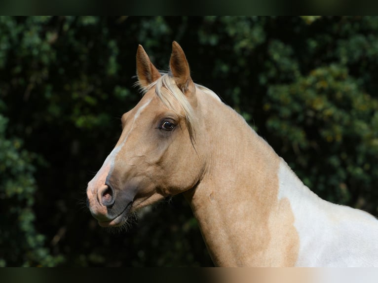 Trakehner Hengst 2 Jaar 164 cm Gevlekt-paard in L&#xFC;dersdorf