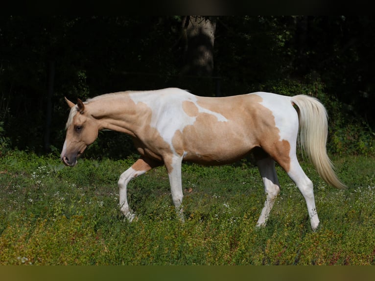 Trakehner Hengst 2 Jaar 164 cm Gevlekt-paard in L&#xFC;dersdorf