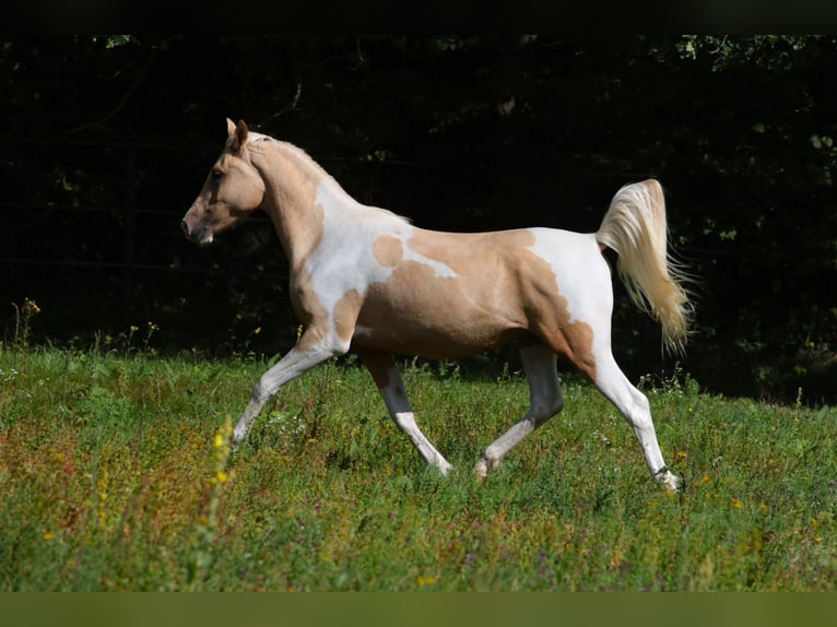 Trakehner Hengst 2 Jaar 164 cm Gevlekt-paard in L&#xFC;dersdorf