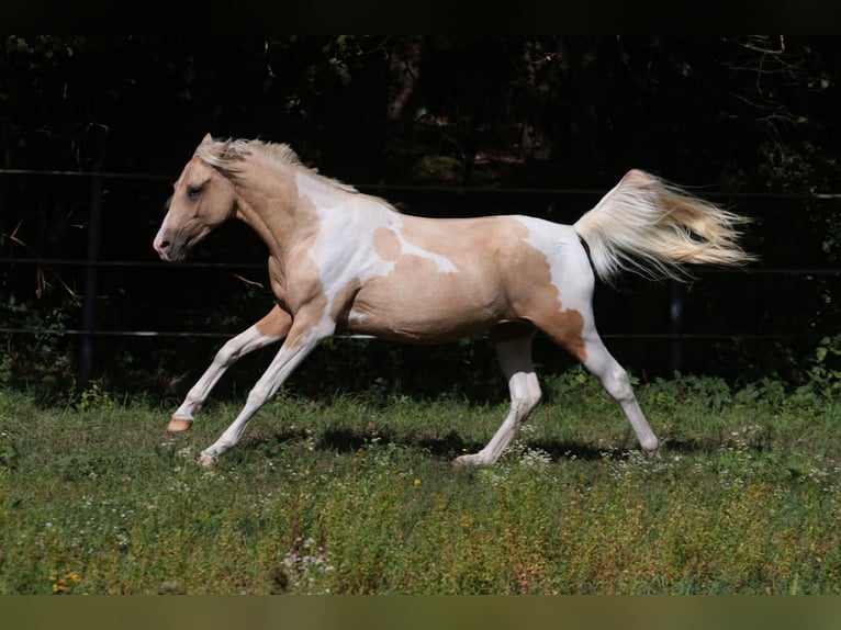 Trakehner Hengst 2 Jaar 164 cm Gevlekt-paard in L&#xFC;dersdorf