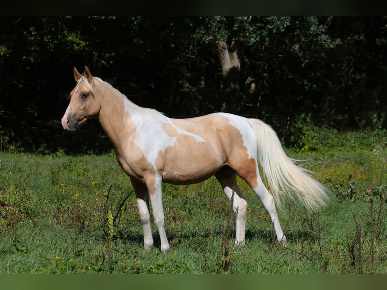 Trakehner Hengst 2 Jaar 164 cm Gevlekt-paard in L&#xFC;dersdorf